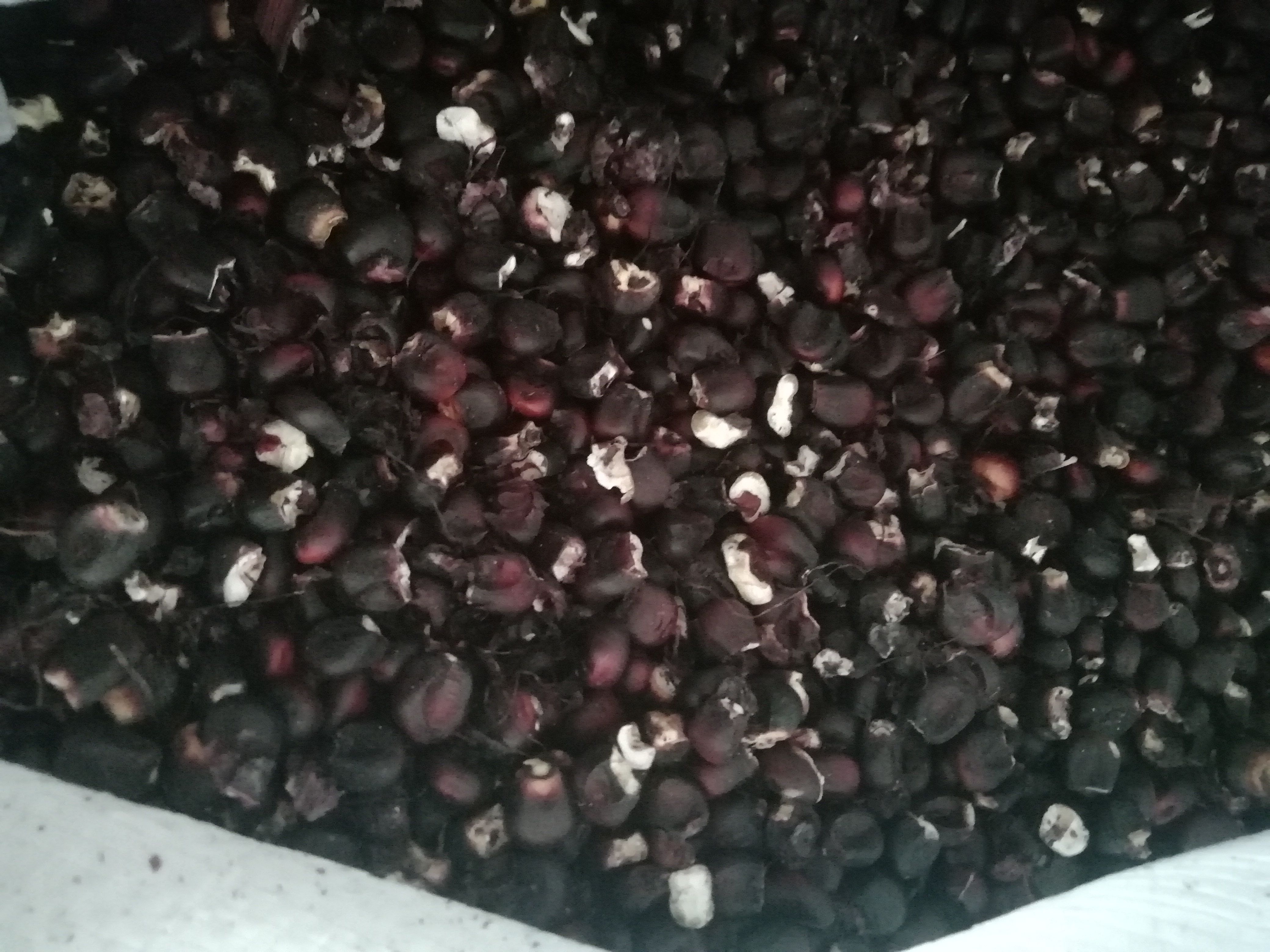 大量出售烘干紫玉米粒