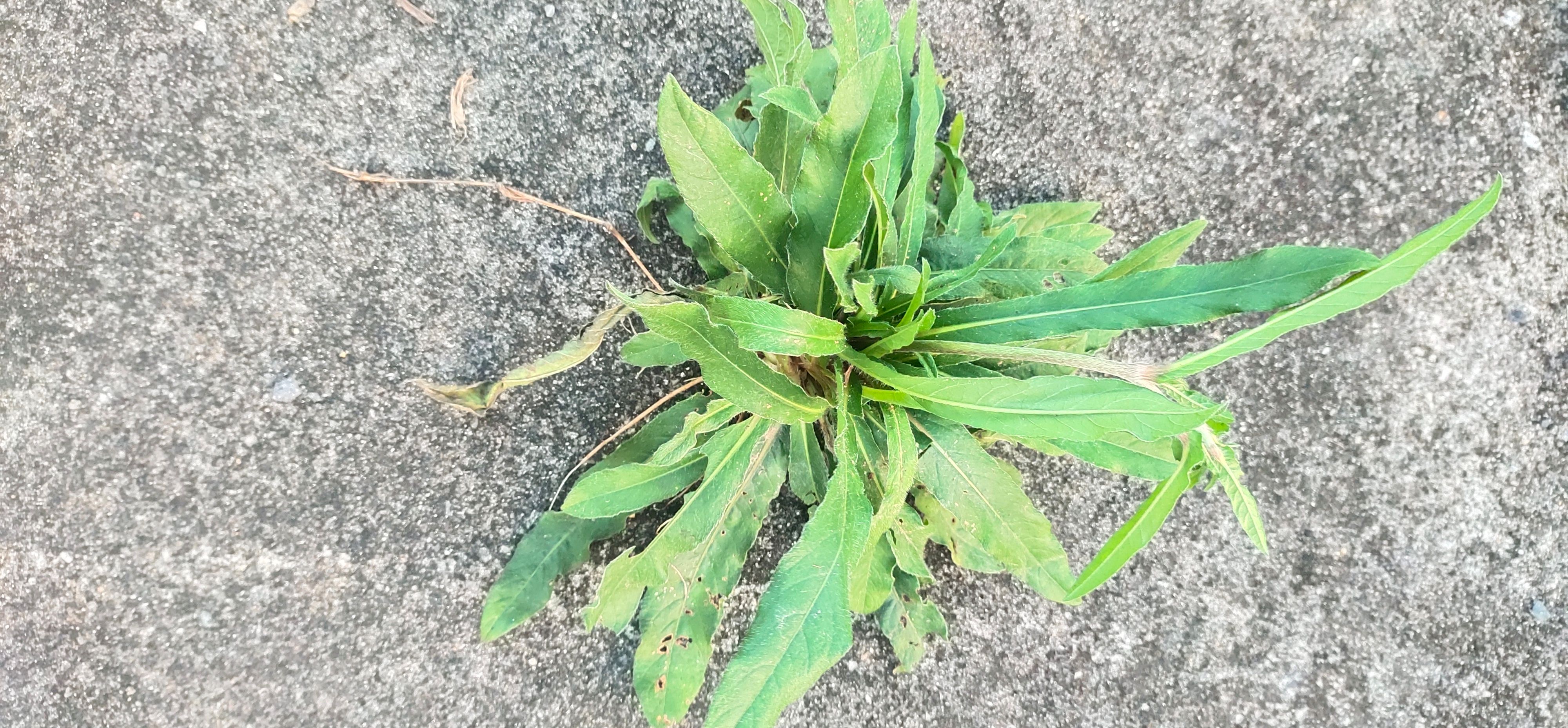 地胆草 广西新鲜地胆头草药深山老林天然地胆草