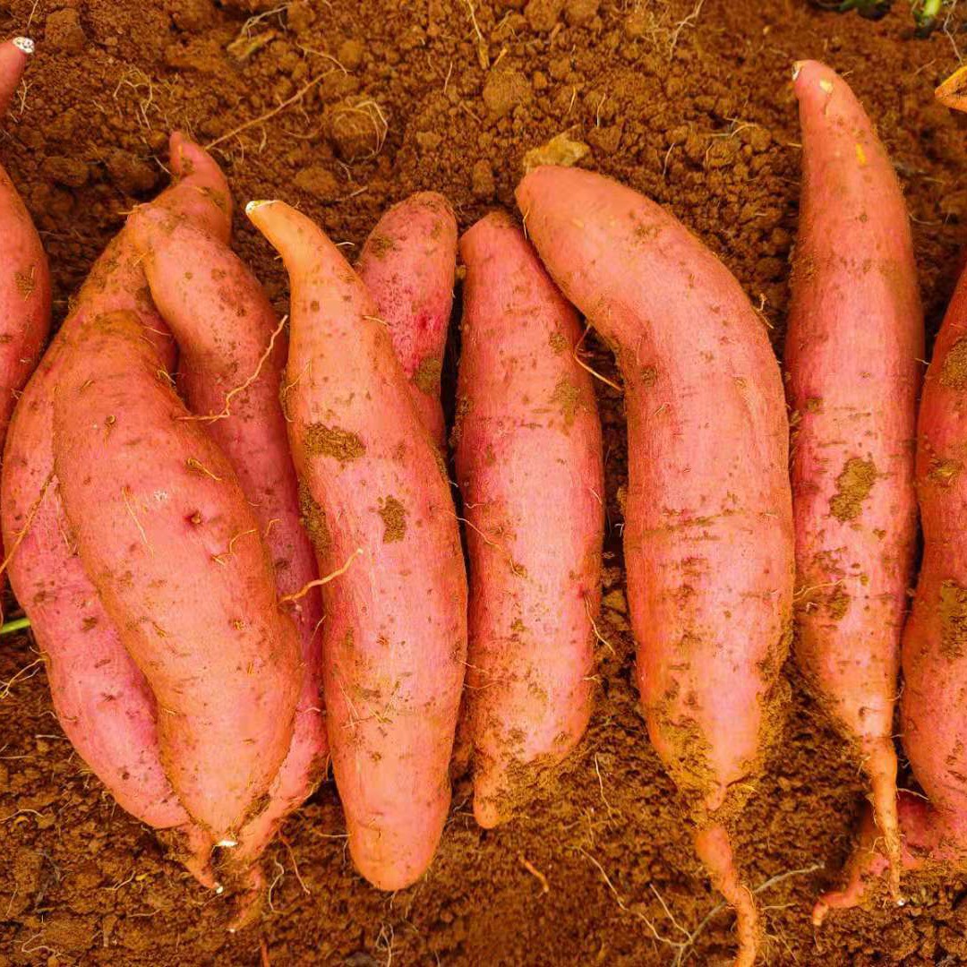 黄心红薯 西瓜红