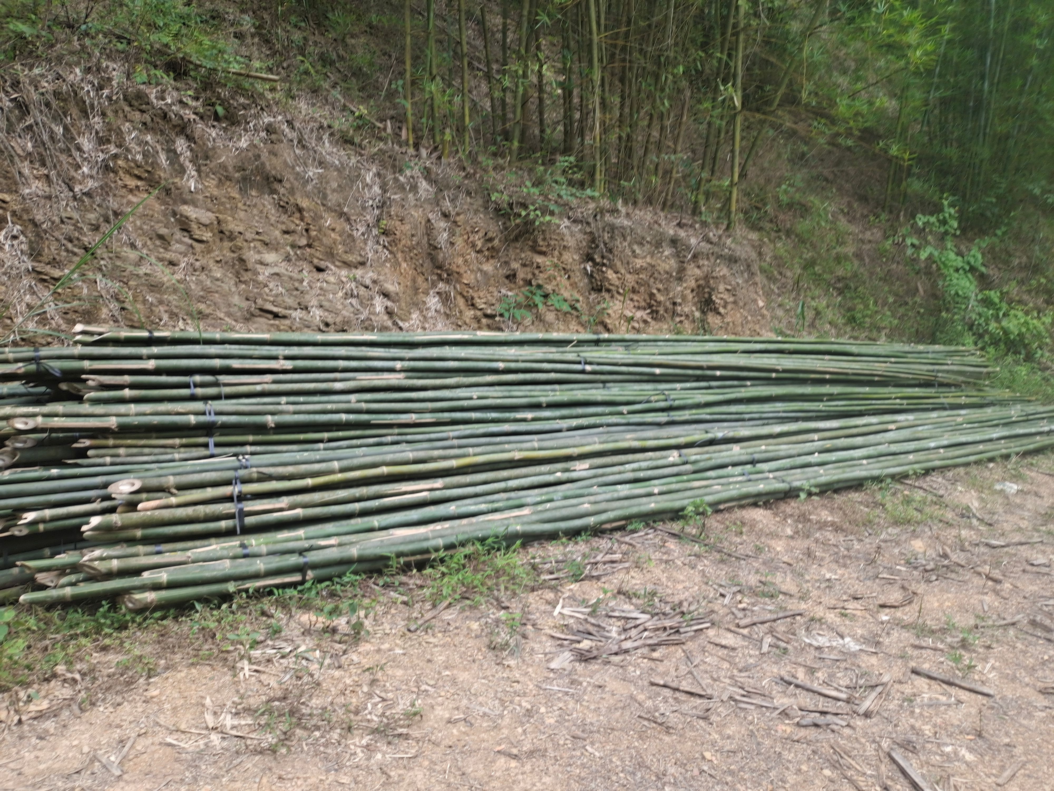 排山竹