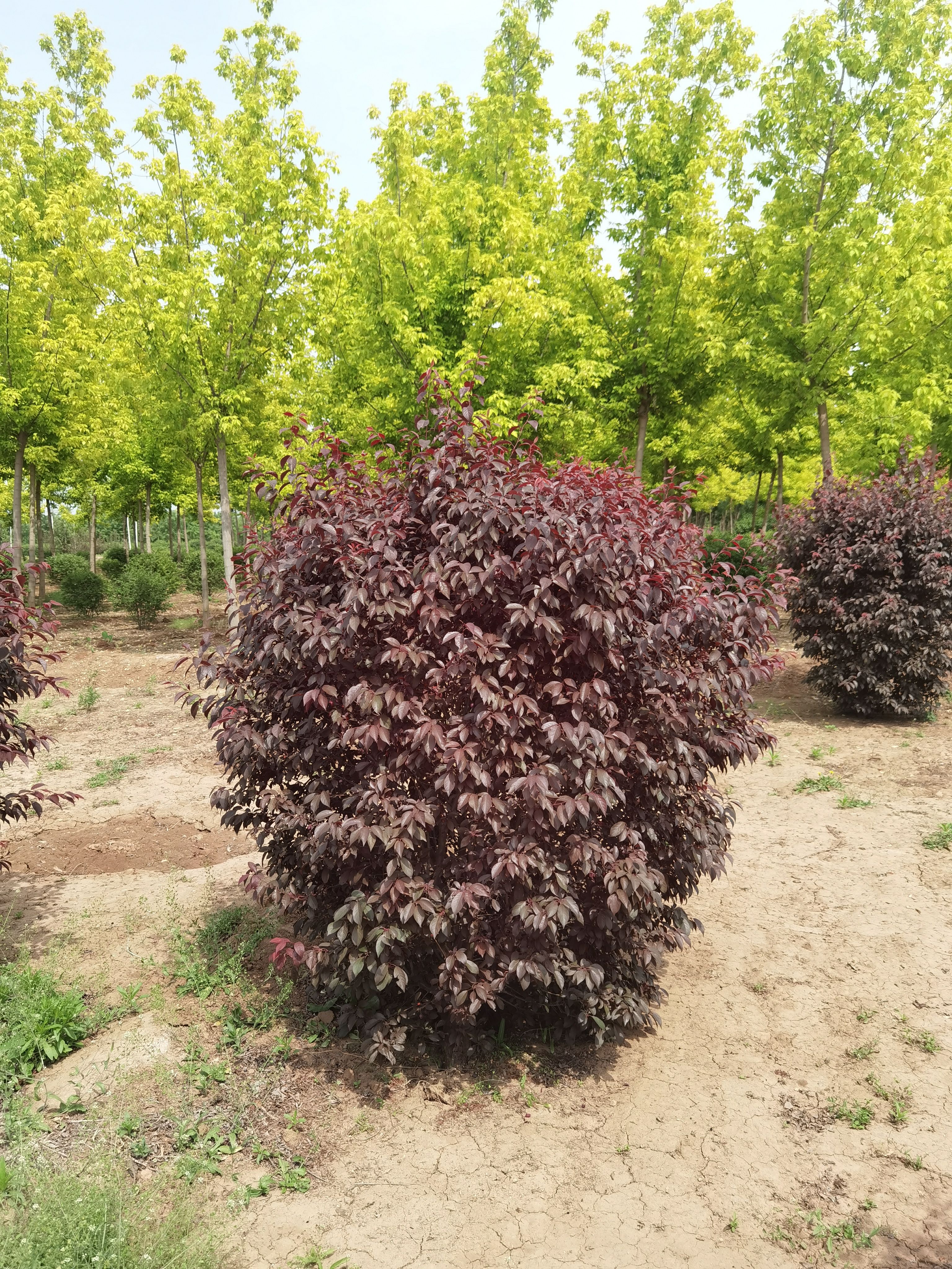 中华太阳李 红叶李球大量销售中价格优惠质量好规格齐全数量大