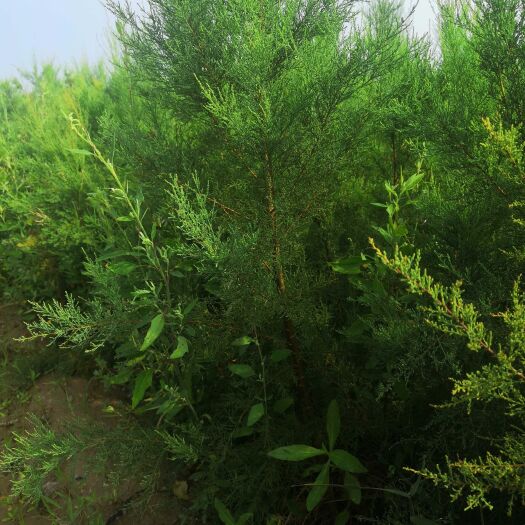 滨州红柳 柽柳
