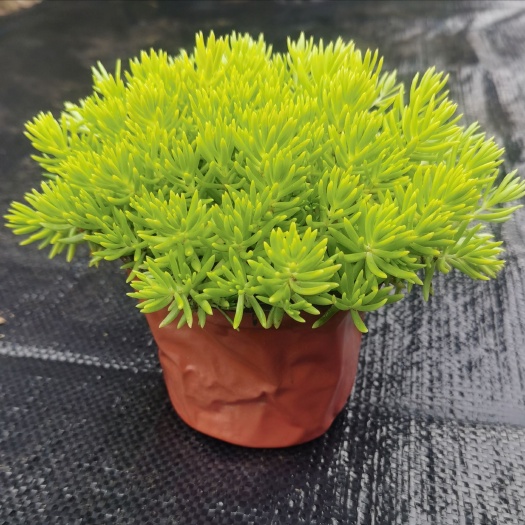 常州 佛甲草