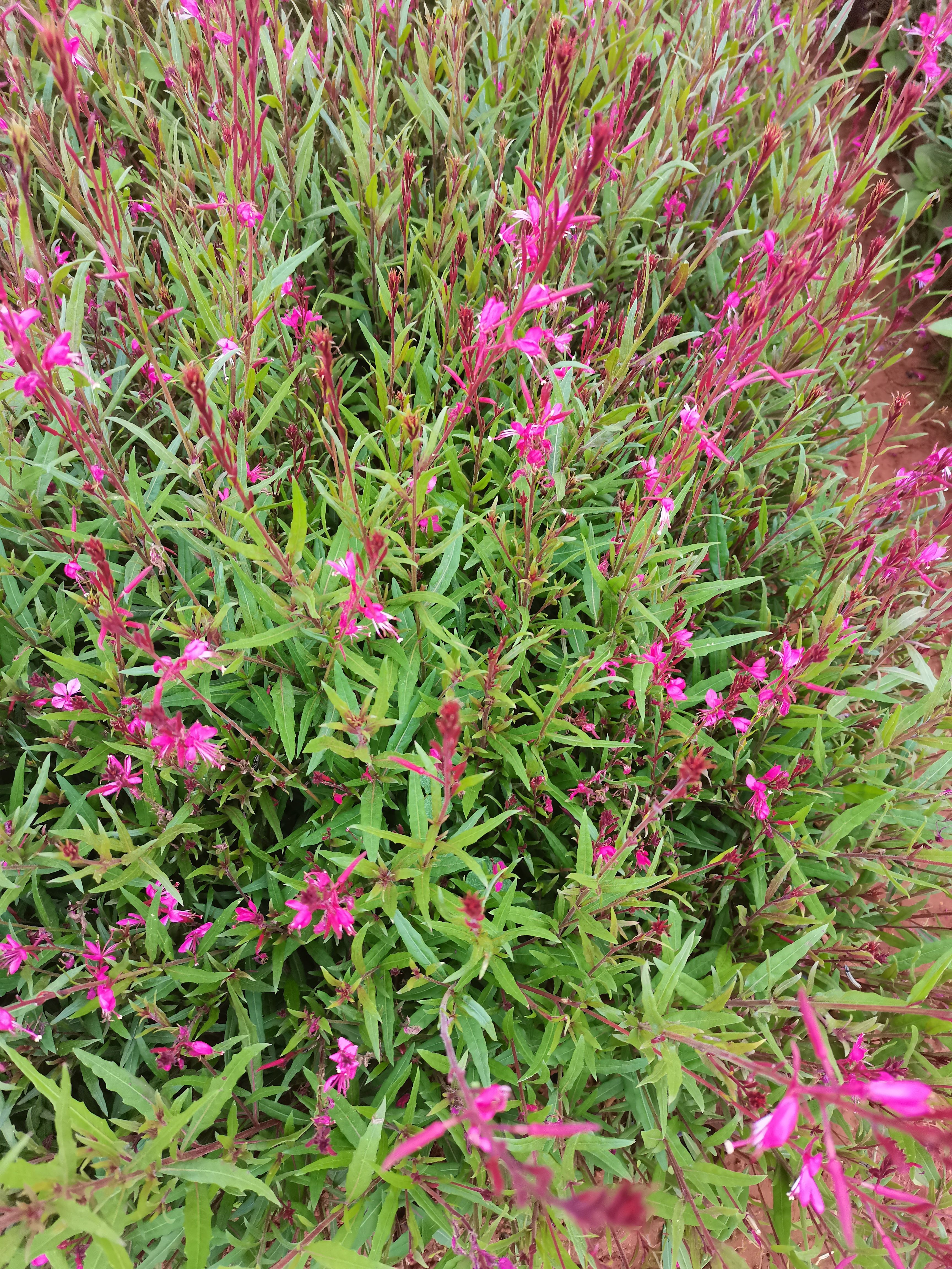 千鳥花山桃草，云南昆明山桃草種植園一手貨源