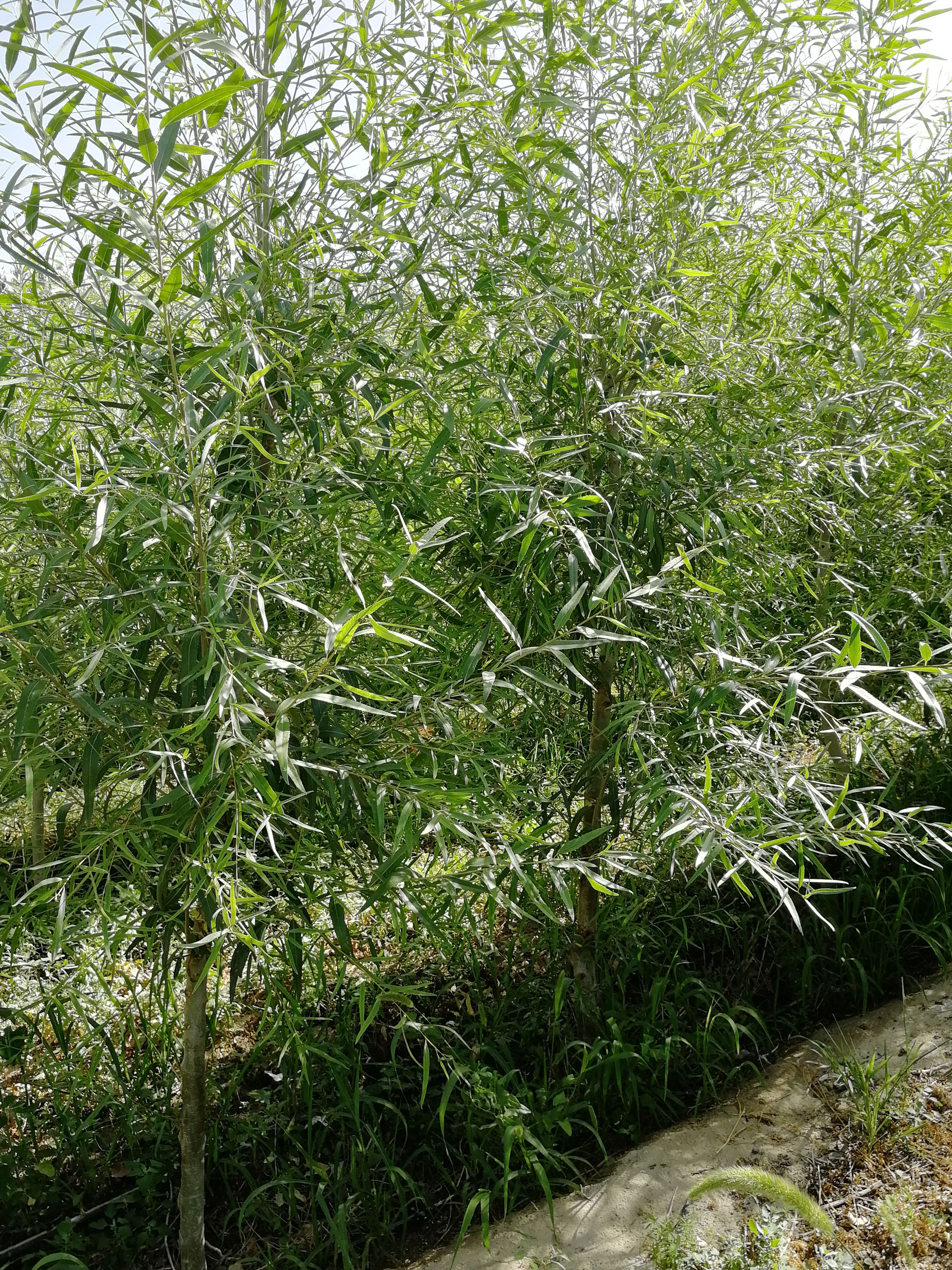 新疆弥胡杨，生长速度快，具有胡杨特性，耐旱耐盐碱，