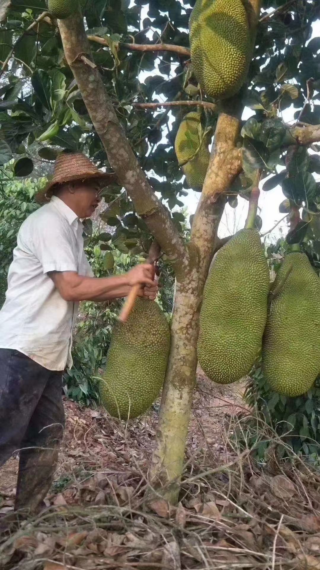 菠萝蜜  海南热带水果批发