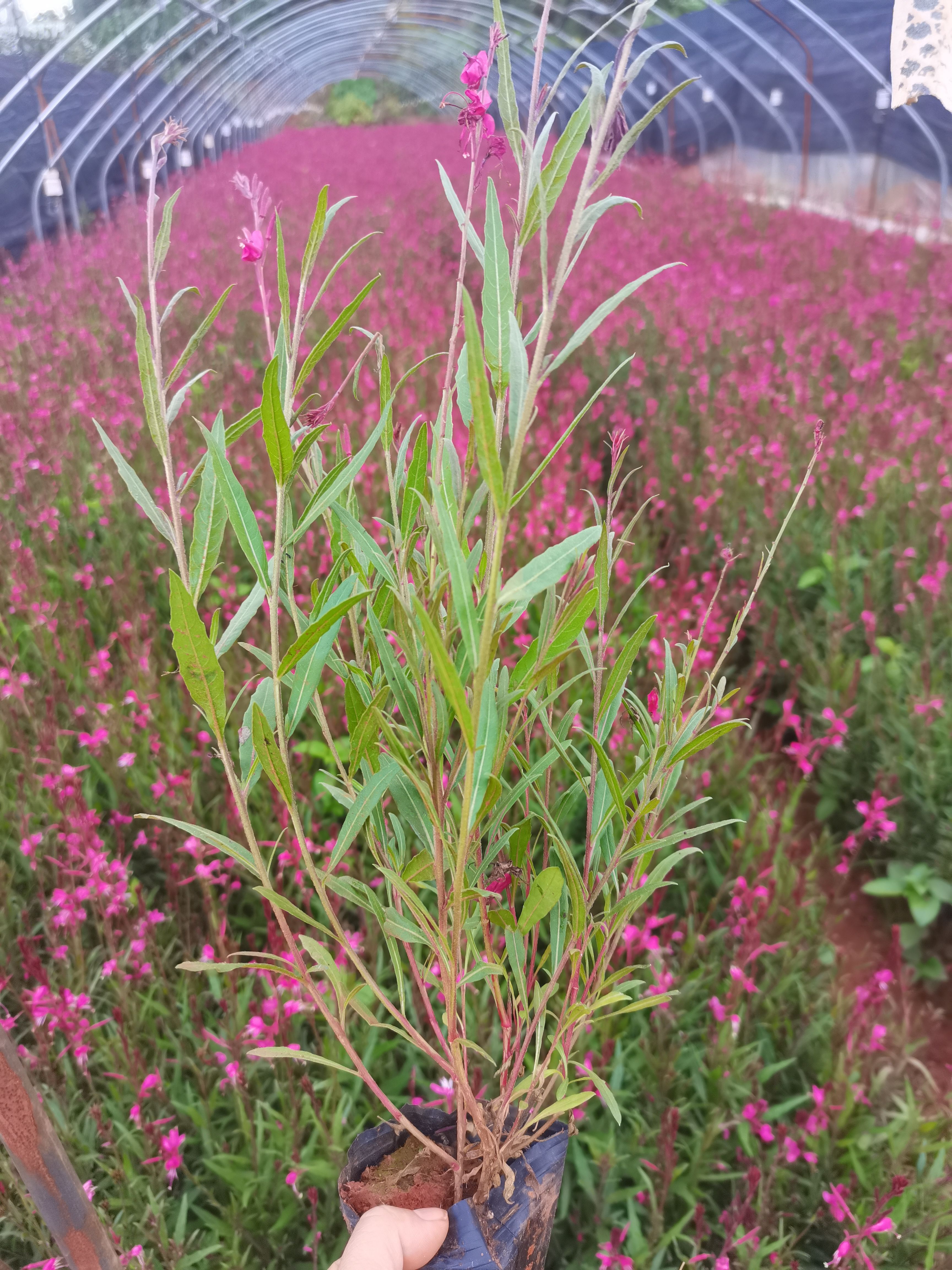 千鳥花山桃草，云南昆明山桃草種植園一手貨源