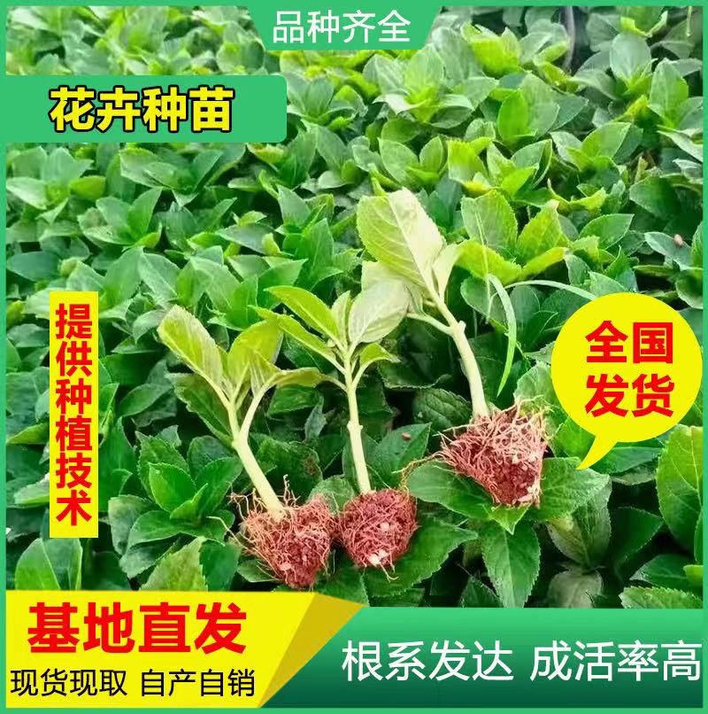 昆明德国八仙花  基地直供无尽夏绣球小苗 八仙花绣球苗裸根扦插苗