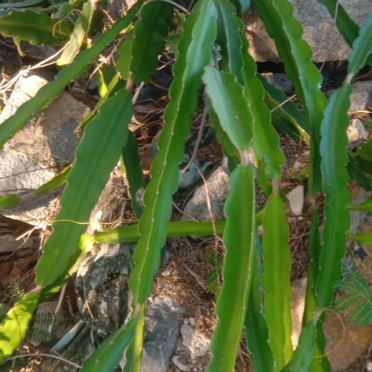 乐东县火龙果苗 火龙果苗仙人掌科植物水果苗