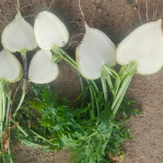 乌兰察布 21年新鲜芥菜大量供应