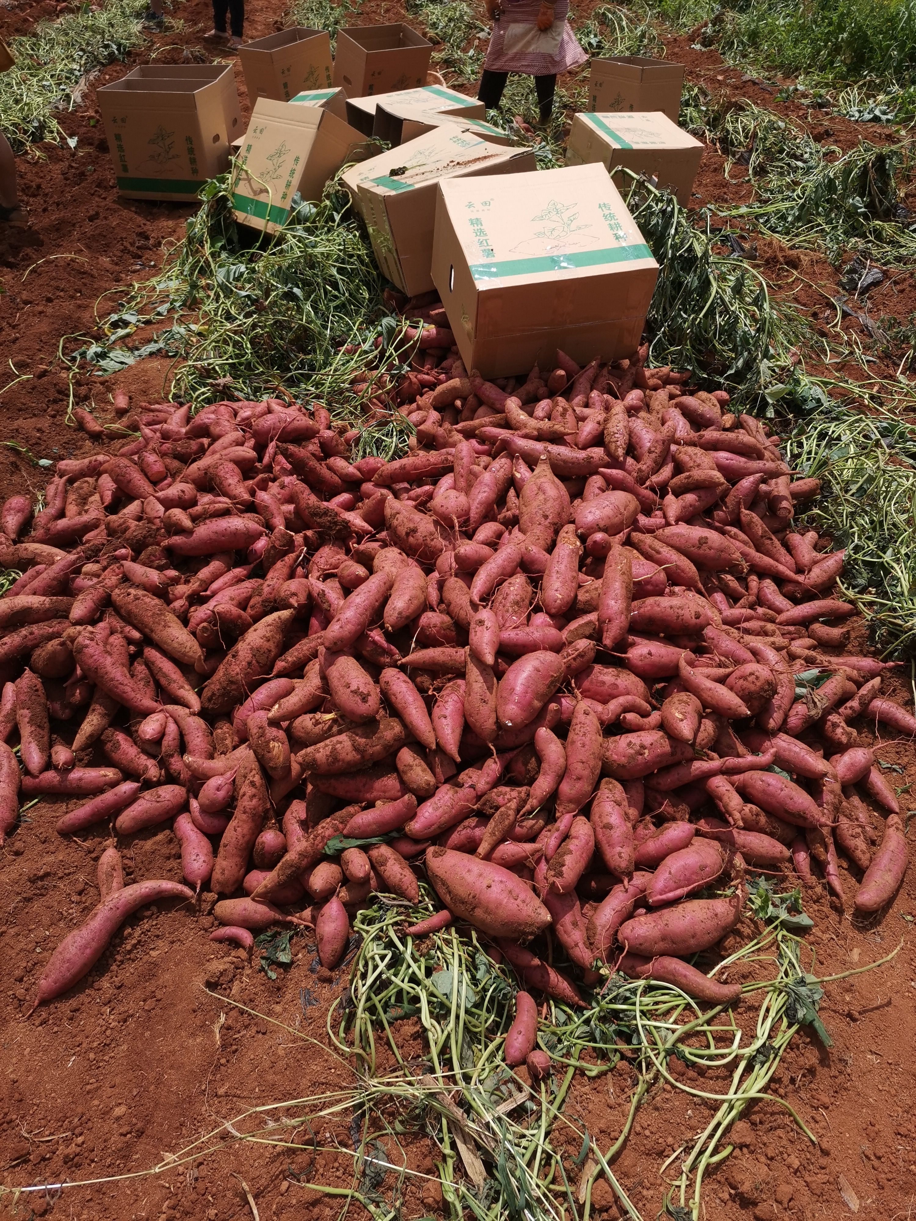 红薯 云南省文山壮族苗族自治州丘北县 混装通货 红皮 
