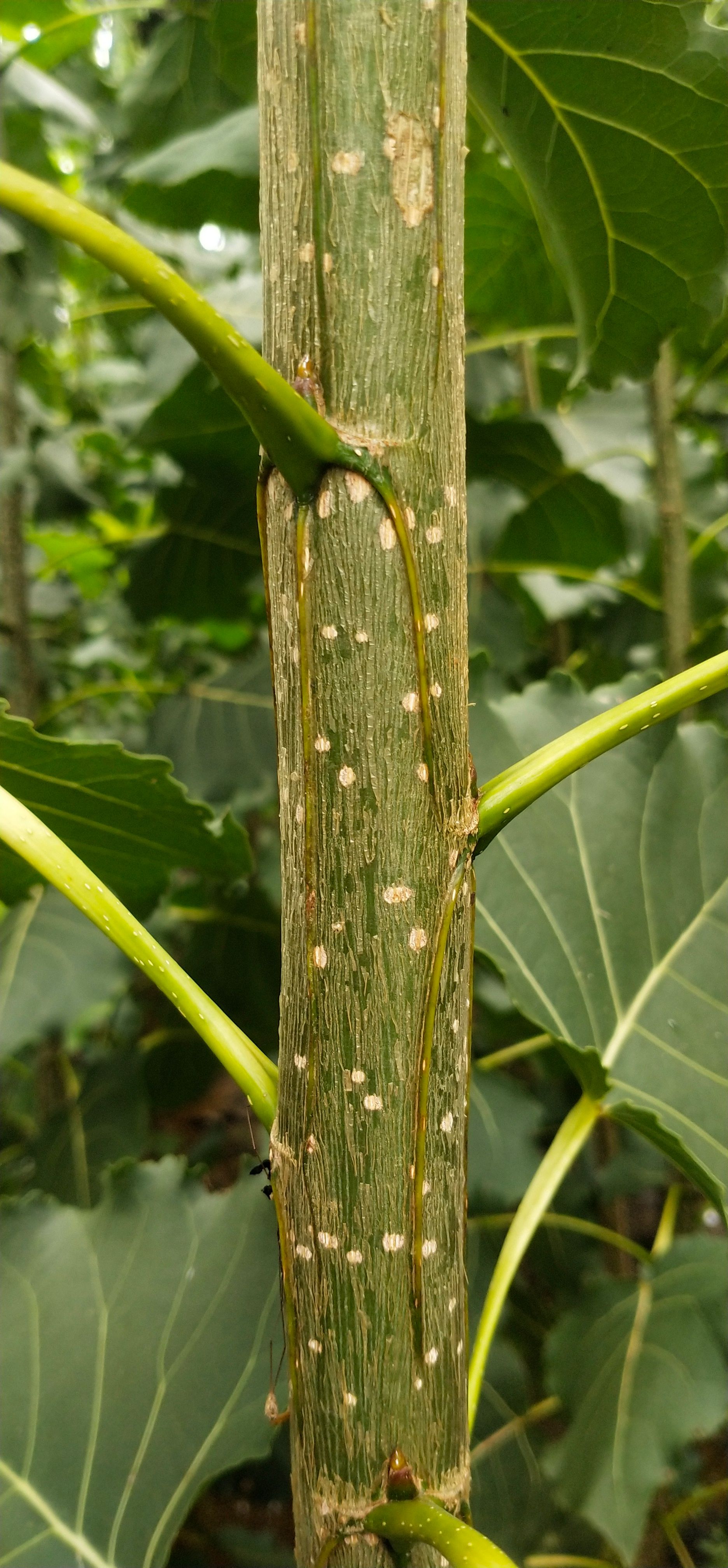  南林3412无絮速生杨树苗