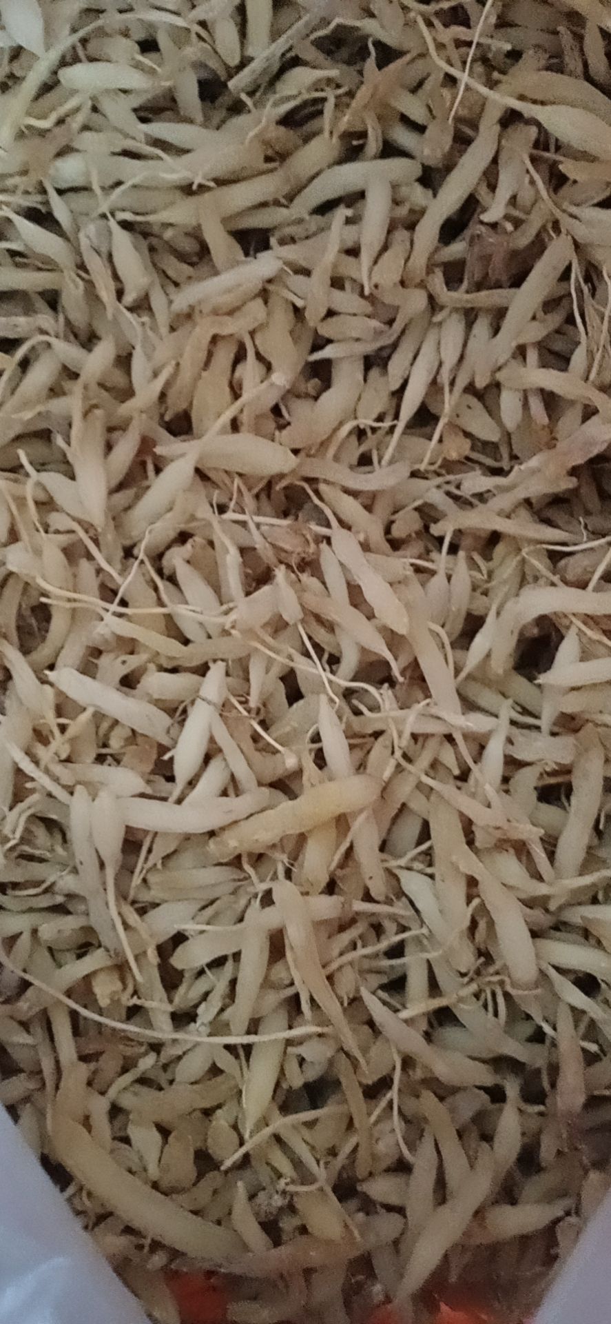 麦冬草（中药材） 湖北产地麦冬