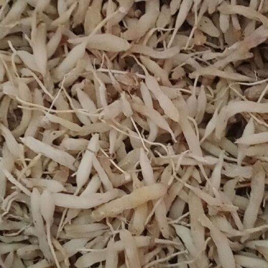 荆门麦冬草（中药材） 湖北产地麦冬