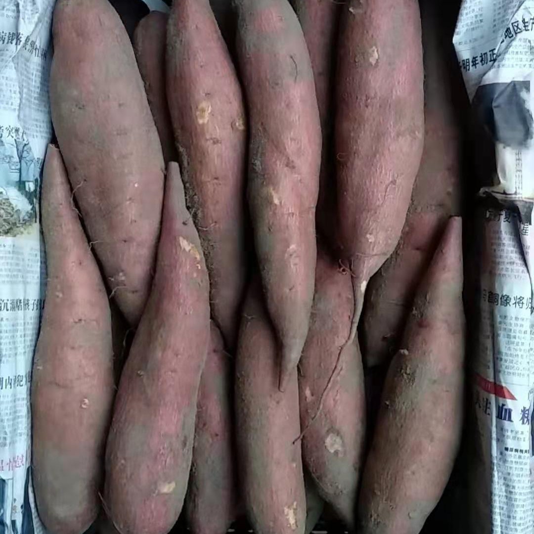 西瓜红  专业育苗，19种薯，红皮白心，产量大，质量保证