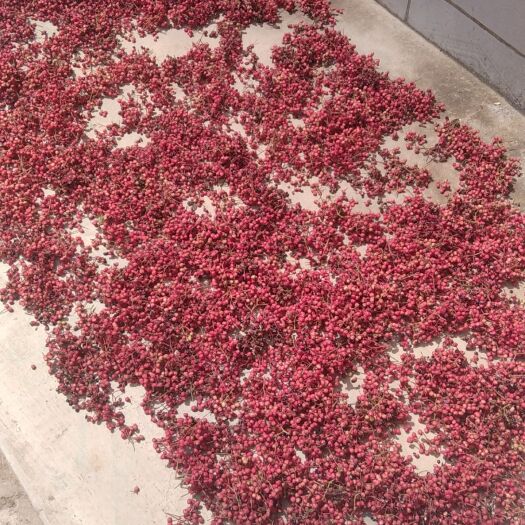 临洮县花椒，我家的花椒色红，味麻，籽净，全是自家产的