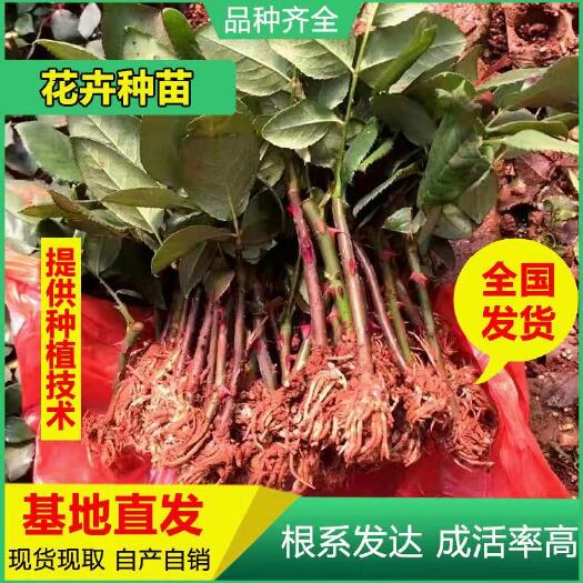 基地直供粉色玫瑰苗月季花苗 裸根扦插小苗 四季开花 可混搭