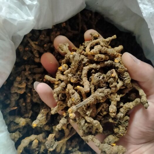 大邑县味连 黄连