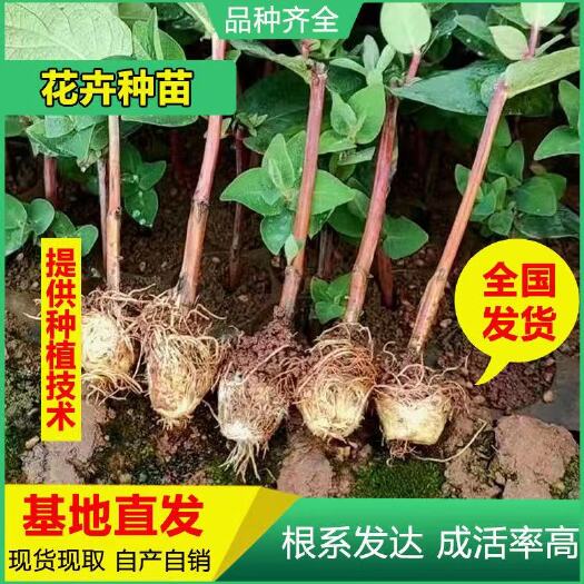 昆明火龙珠苗 月季苗基地直供云南火龙珠四方果花苗种苗相思豆种苗
