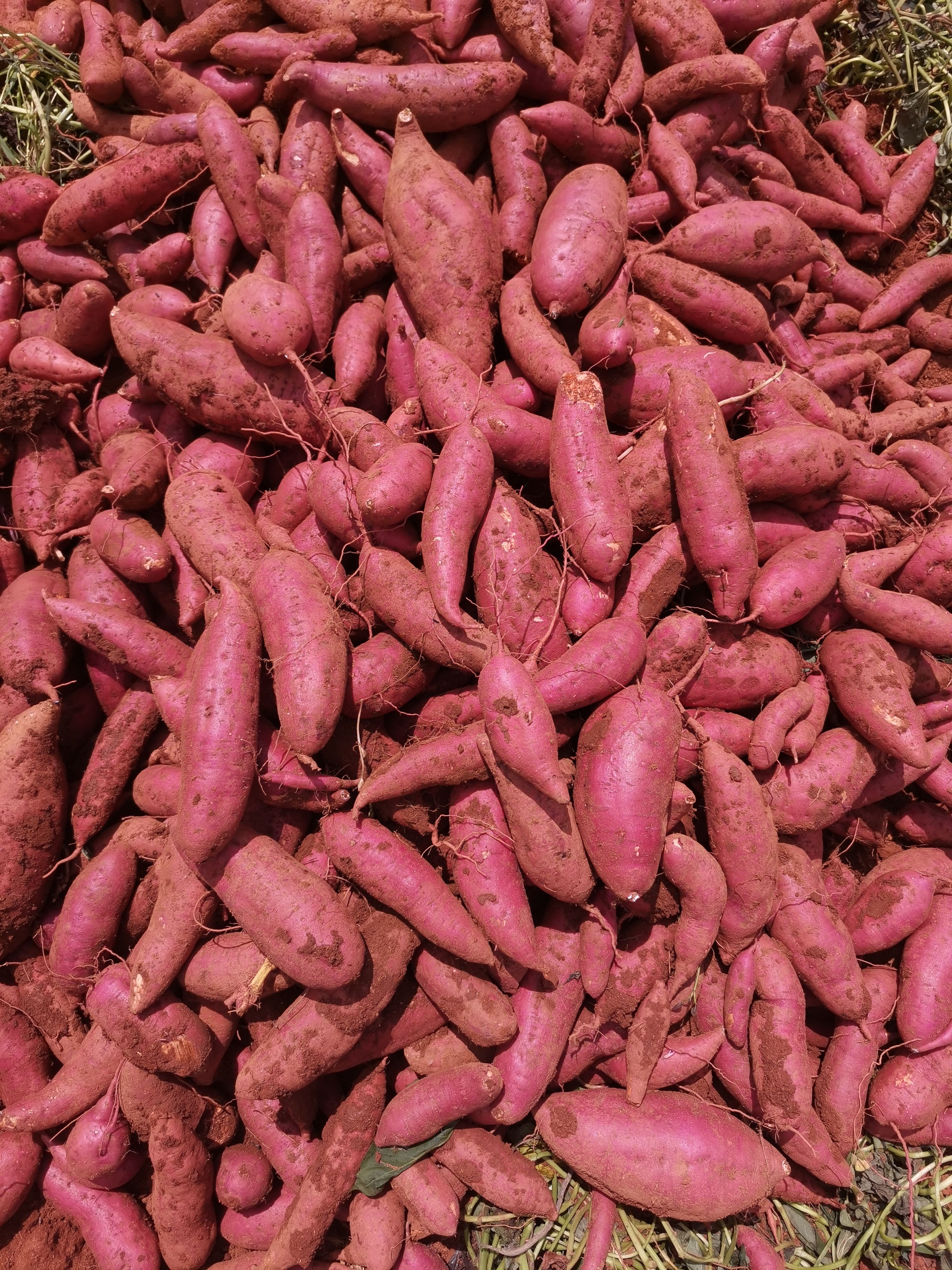 红薯 云南省文山壮族苗族自治州丘北县 混装通货 红皮 