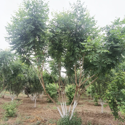 北栾 栾树-3-4米高丛生栾树大量销售中