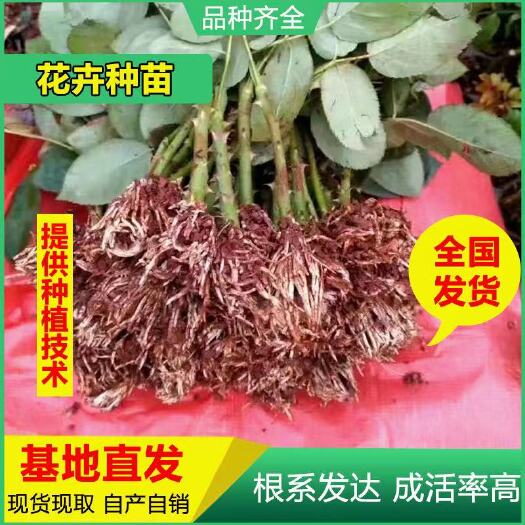 昆明月季苗  基地直供大花红玫瑰卡罗拉玫瑰苗月季花苗 根系发达