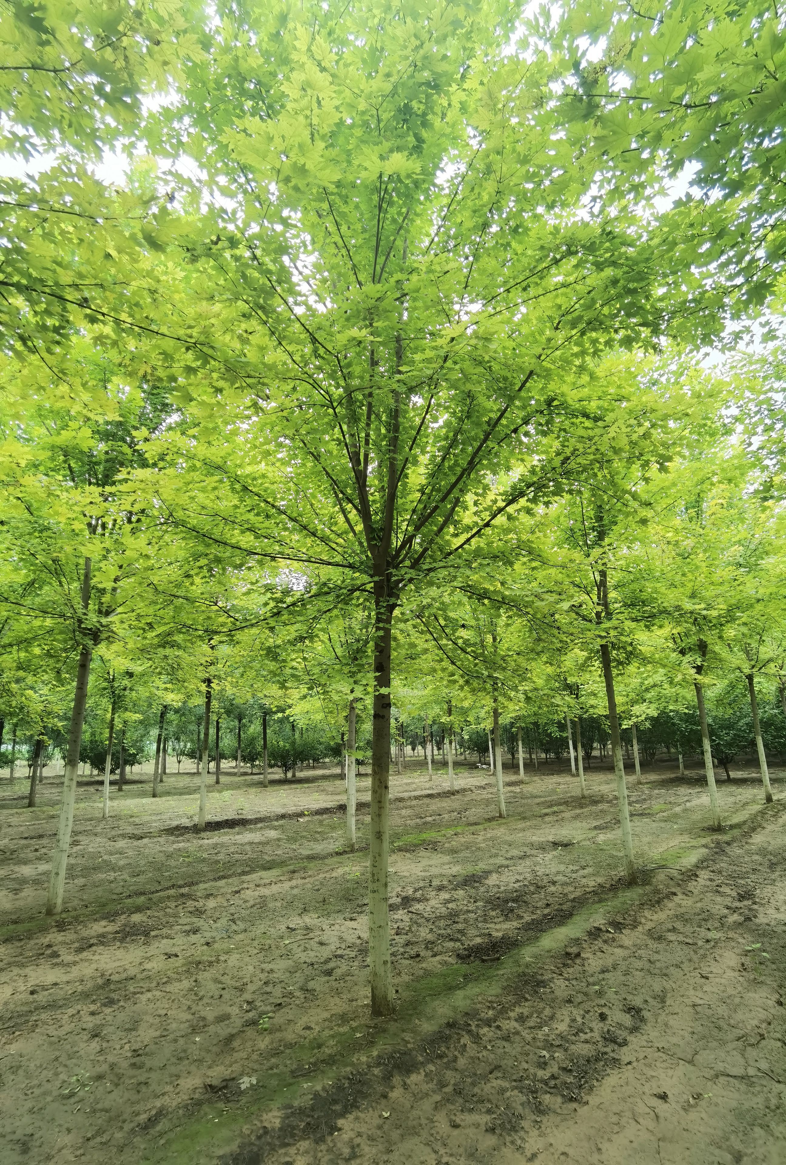 5--25公分美国红枫大量销售中价格优惠质量好数量大