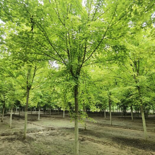 博野县5--25公分美国红枫大量销售中价格优惠质量好数量大