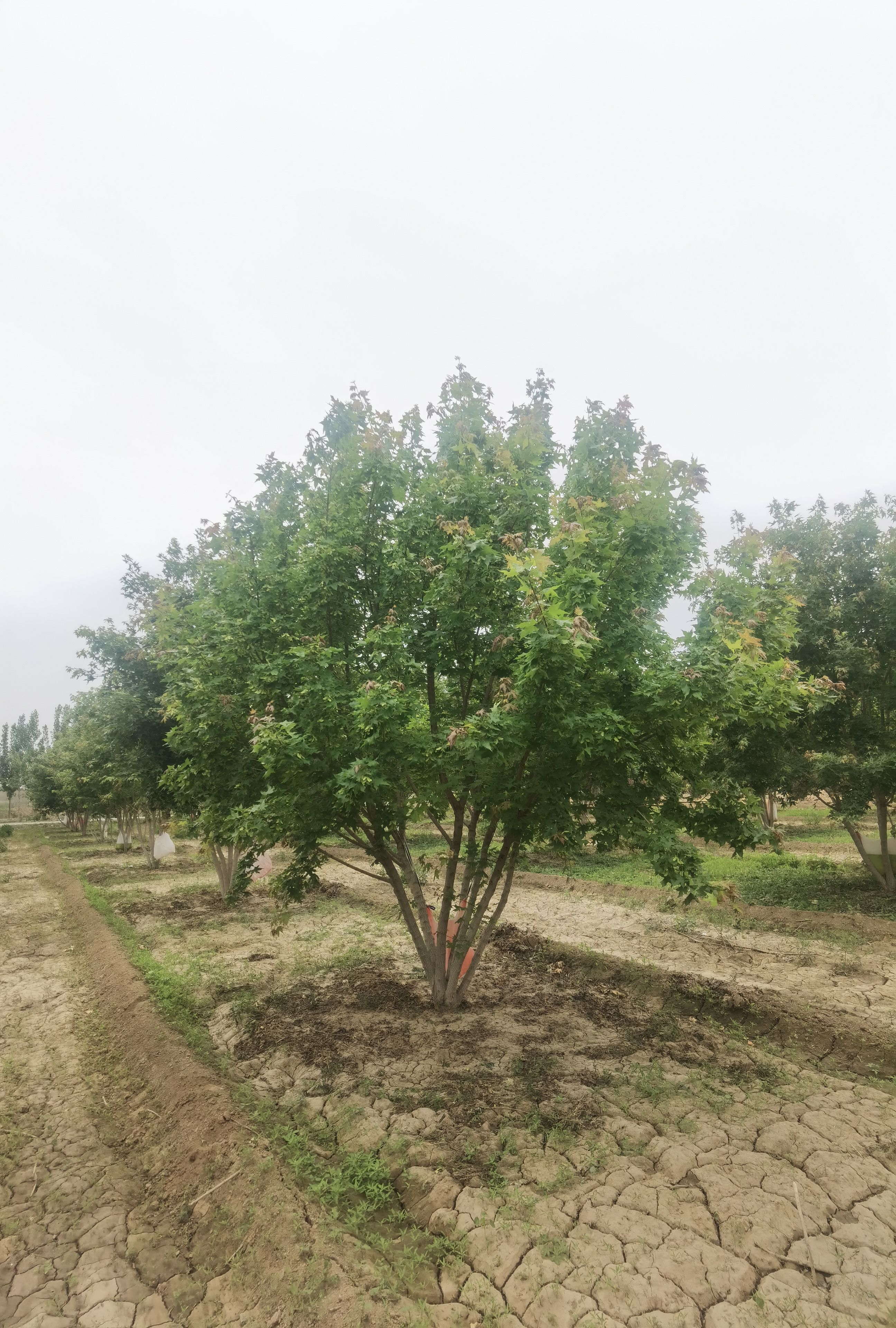 3-8米丛生五角枫 元宝枫大量销售中价格优惠