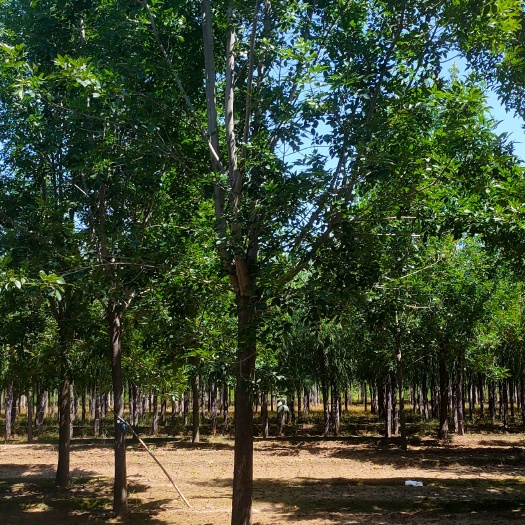 保定速生白蜡 白蜡树，树干挺拔，干直帽圆。