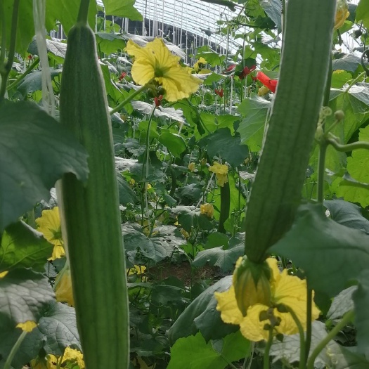 曹县鲜花丝瓜 丝瓜