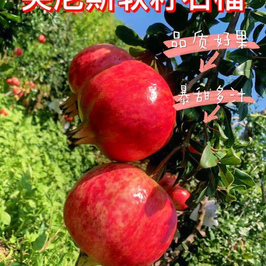 会东县 四川突尼斯软籽石榴 会理10斤当季水果一件代发