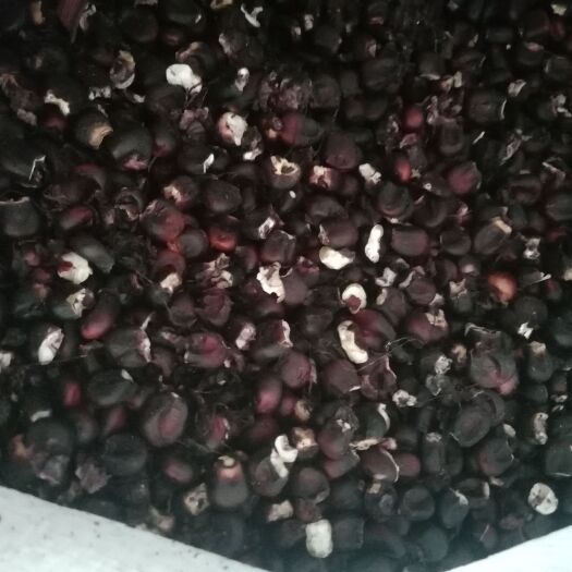 广州大量出售烘干紫玉米粒