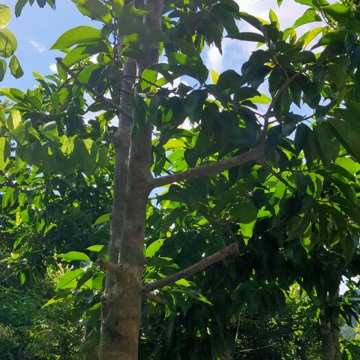 移植米径十五分四季白玉兰