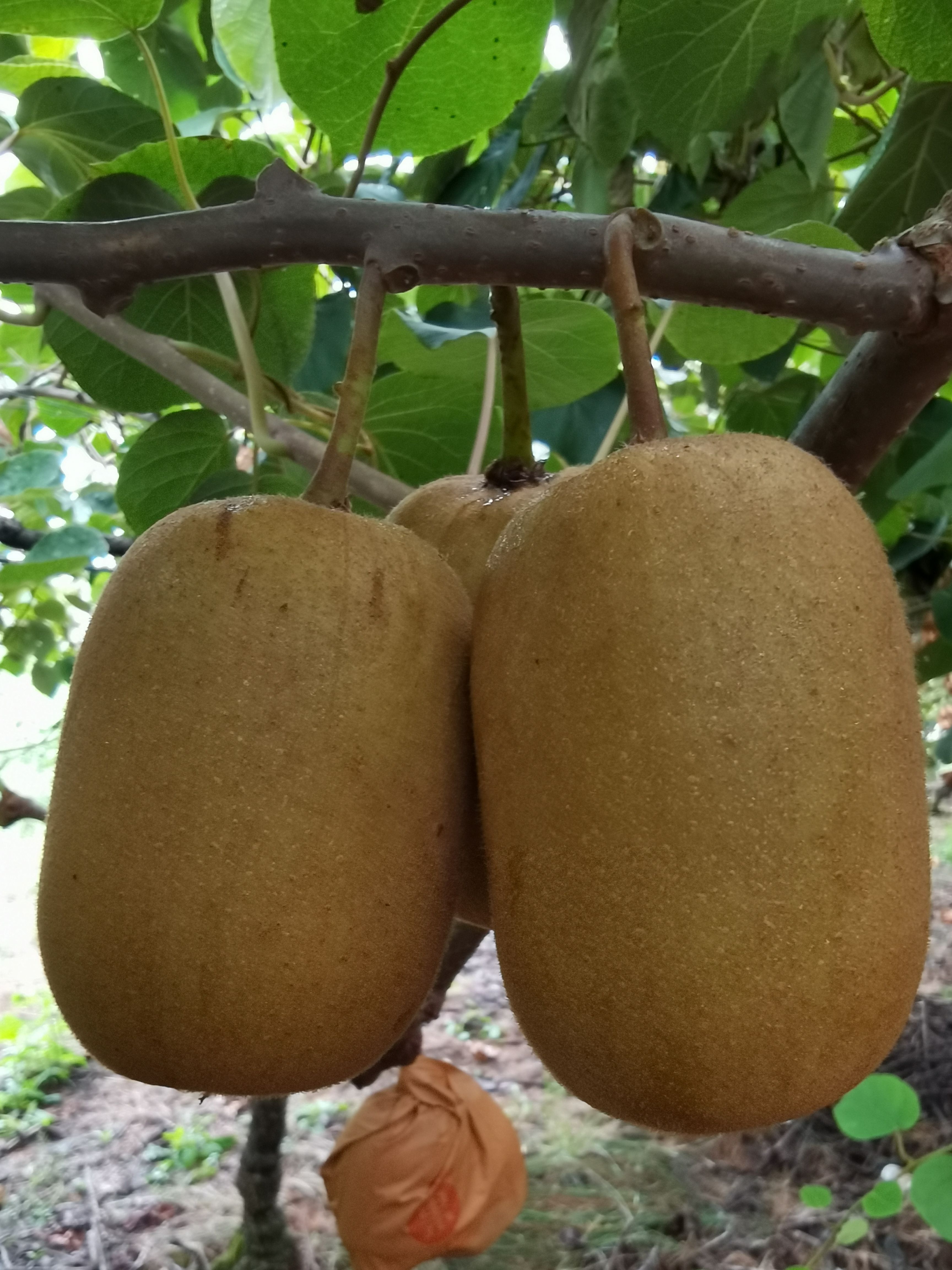 黄心金艳猕猴桃  蒲江黄心猕猴桃金艳专业代办代购代销