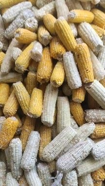 行唐县发酵饲料 熟玉米发酵高蛋白饲料
