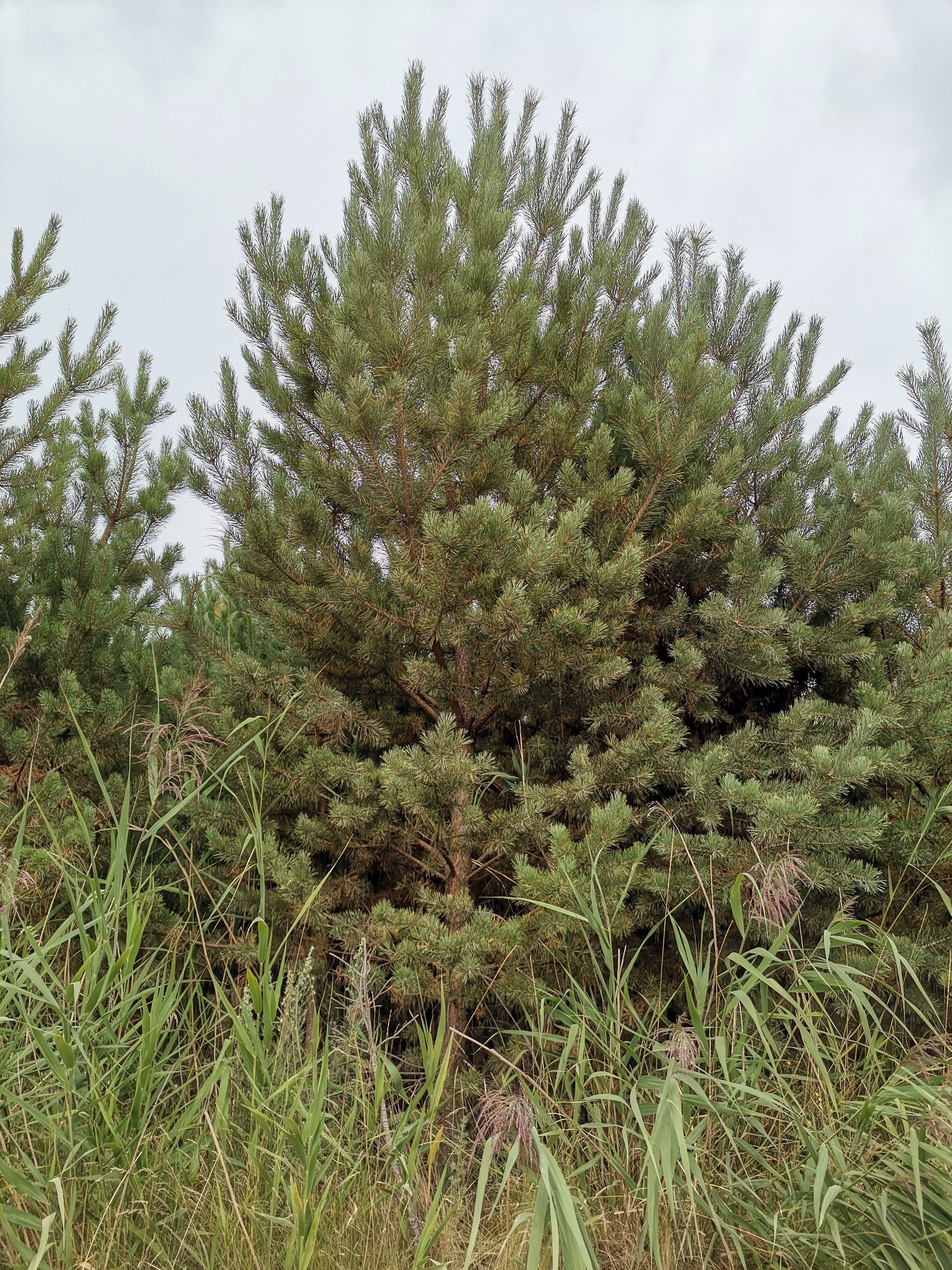 樟子松 3.5~5米 6~8公分 10~12公分 2~3米 带土球发货 