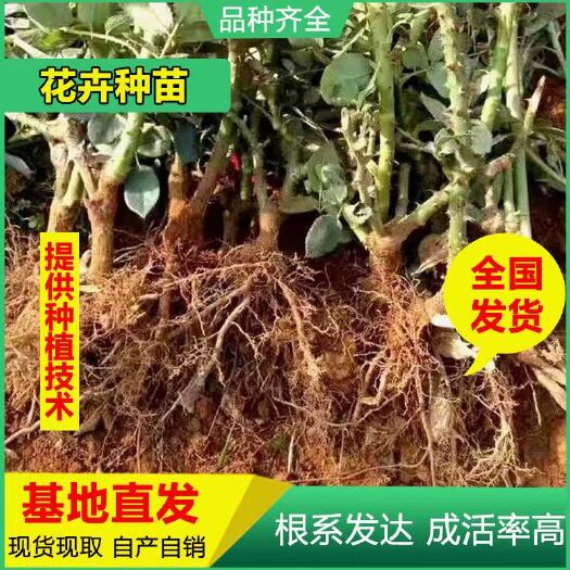 昆明基地直供云南1到3年生玫瑰月季老桩苗地栽嫁接月季老根苗绿化