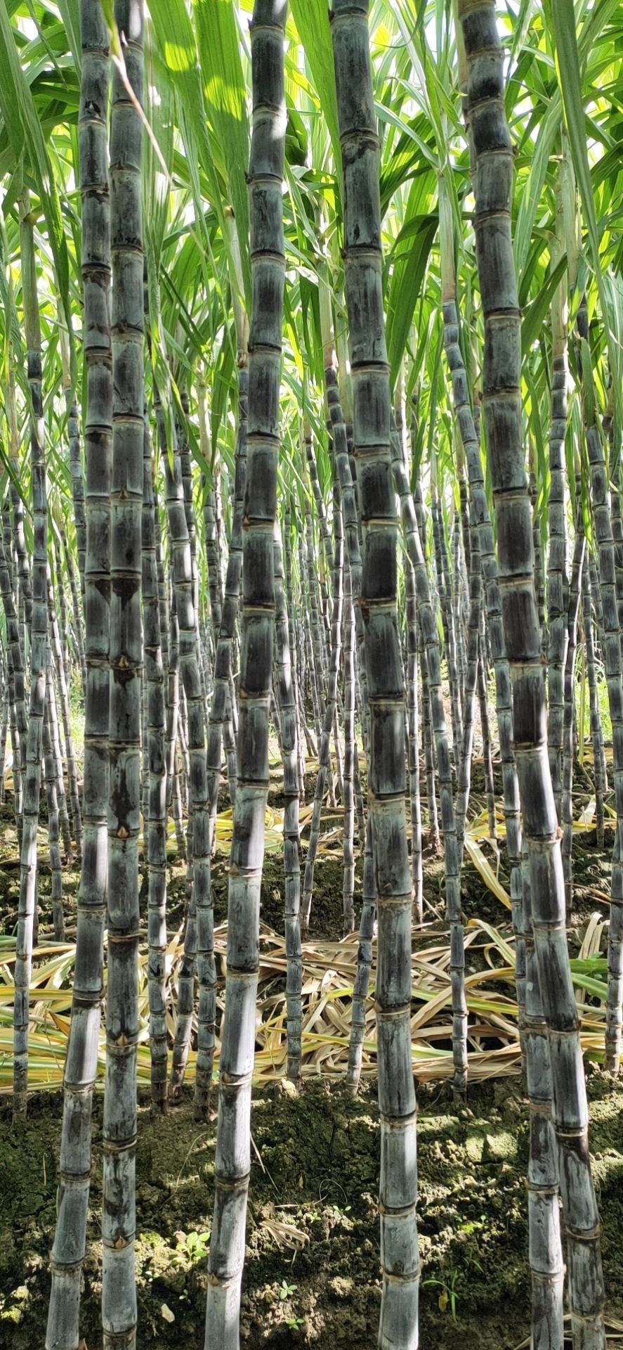 广西黑皮甘蔗 节长粗大 颜色好 保证质量 诚信经营
