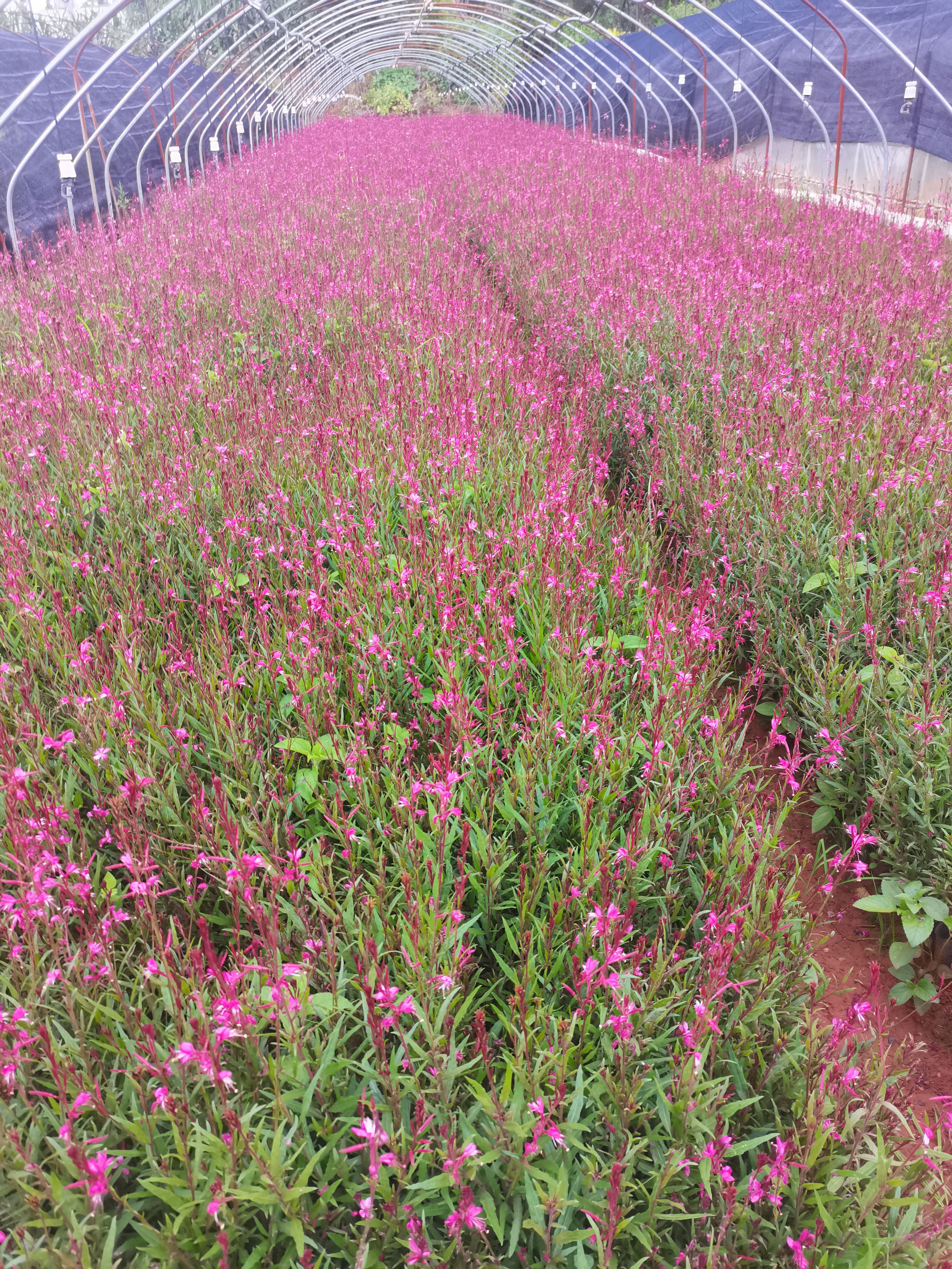 千鳥花山桃草，云南昆明山桃草種植園一手貨源