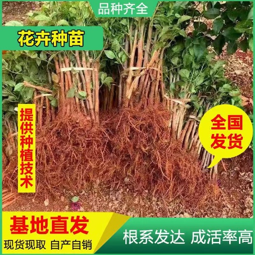 昆明基地直供云南紫色三角梅 中国红红色三角梅安格斯三角梅绿化苗木