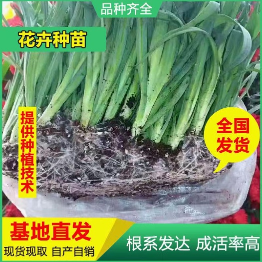 康乃馨花苗基地直供云南花苗种苗鲜切花种苗室内外情人节花卉种苗