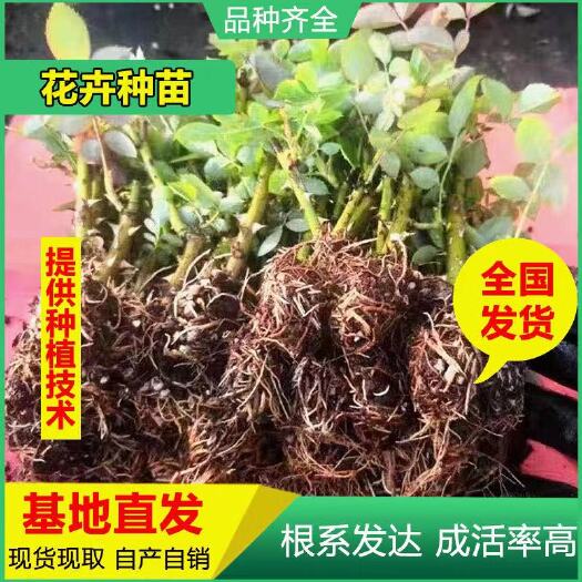 食用玫瑰  基地直供云南昆明斗南滇红墨红金边大马士革花苗