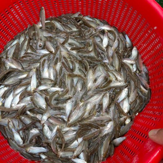 南宁 青竹鱼苗(倒刺耙)