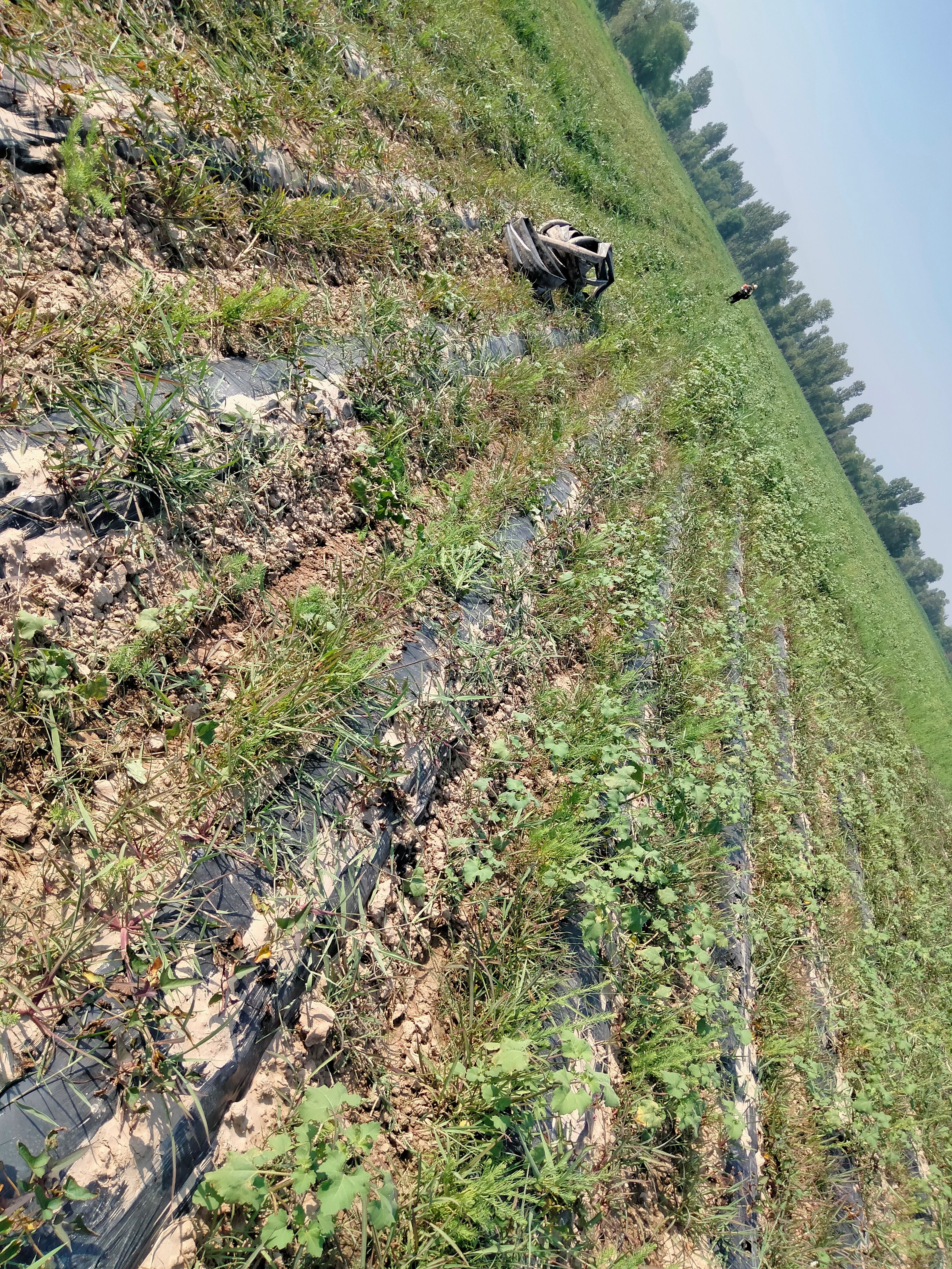  农场500亩土地流转