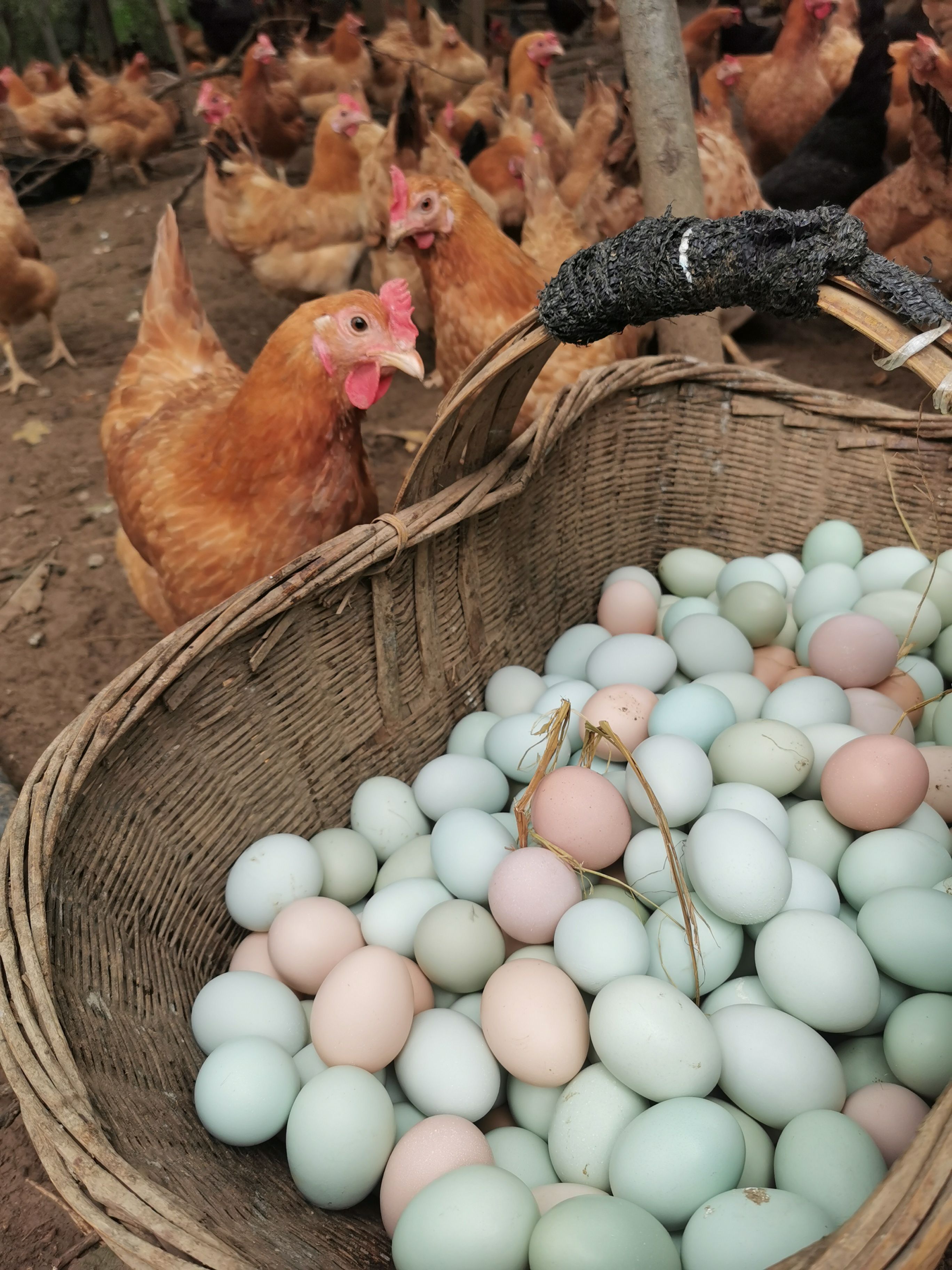 京山市土鸡蛋  初生蛋， 散养，鸡场直发，新鲜便宜大量有货