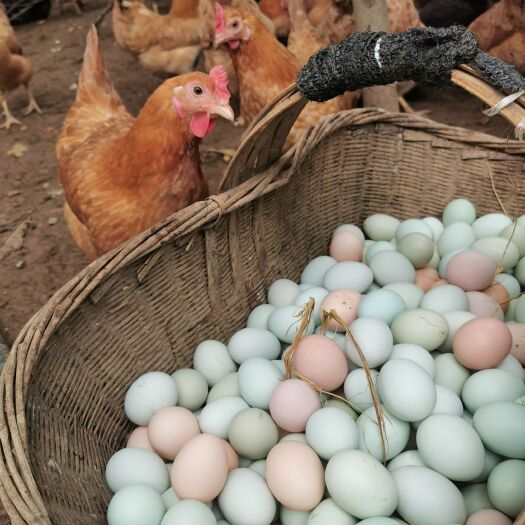 京山市土鸡蛋  初生蛋， 散养，鸡场直发，新鲜便宜大量有货