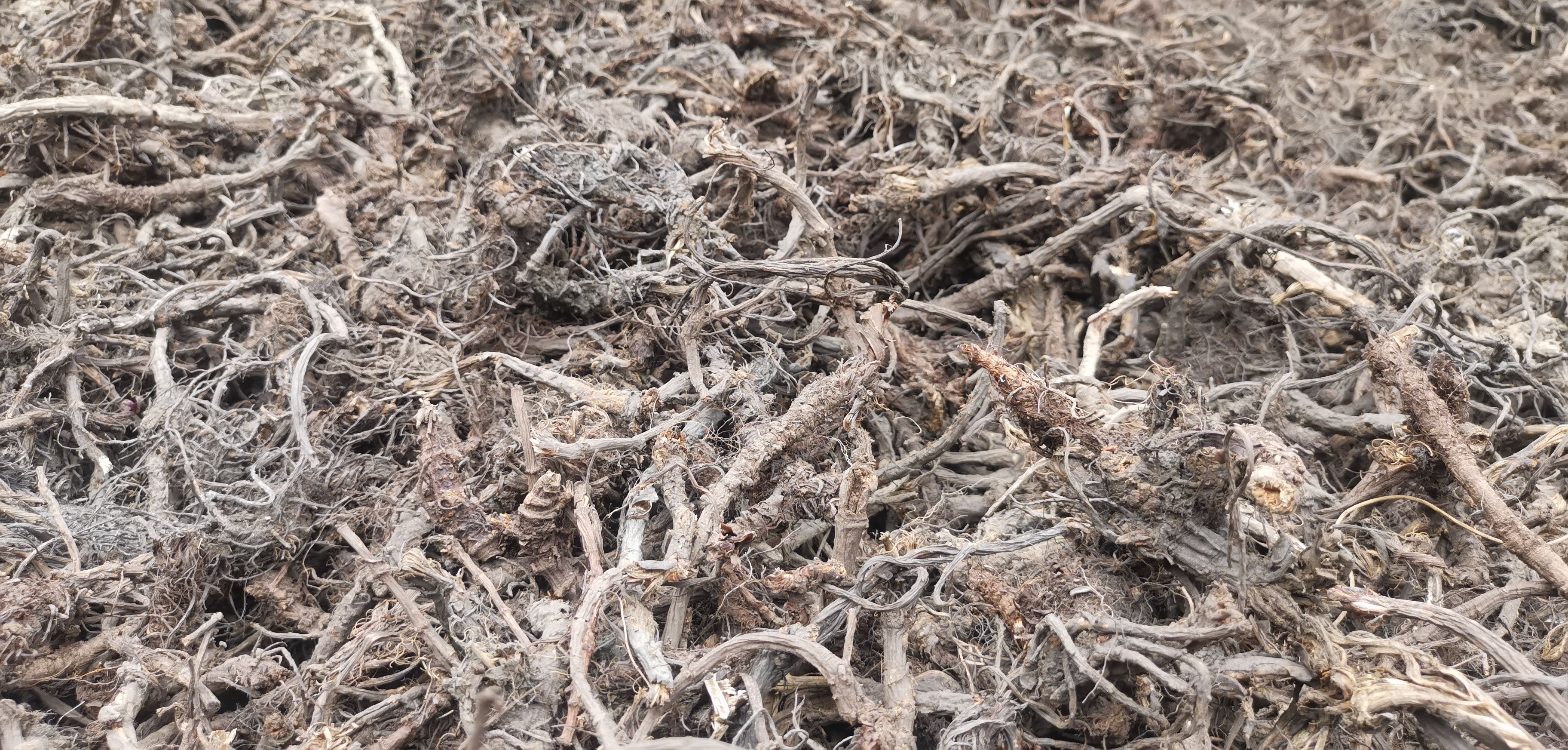 中药材山药 大山羌活，生产在海报3000以上，