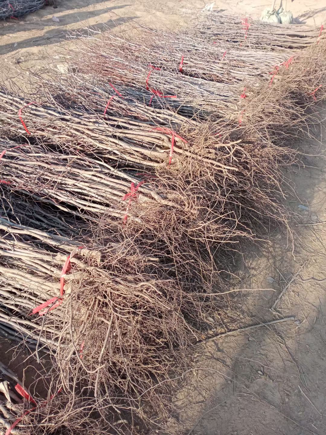 嫁接枣树苗沾化冬枣脆甜枣盆栽地栽果树苗四季种植冬枣树苗木包邮