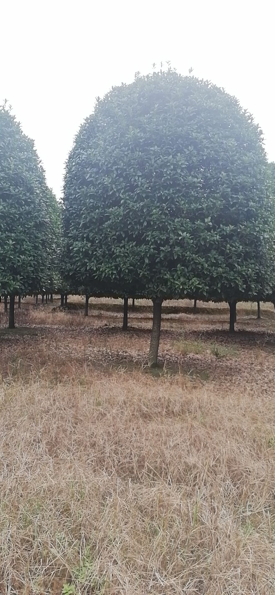 精品15-18公分丹桂。分枝80米到1.2